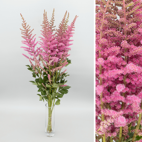 Astilbe Ruby Glow, Flor fresca de 70 cm de longo, ramo de 10 talos