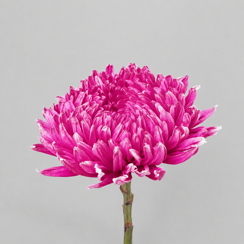 Ram de 10 Crisantems Fúcsia Stravina, Flor fresca de 70 cm de llarg, 10 tiges