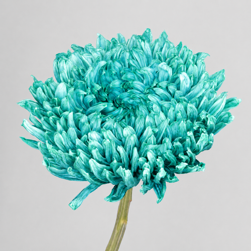 Botte de 10 Chrysanthèmes Vert Menthe Peints (Chrysanthemum), Fleur fraîche de 70 cm de long, bouquet de 10 tiges