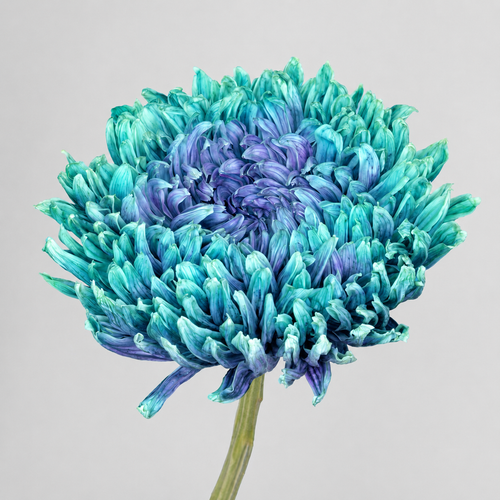 Ramo de 10 Crisântemos Violeta Pintados (Chrysanthemum), Flor fresca de 70 cm de comprimento, 10 hastes