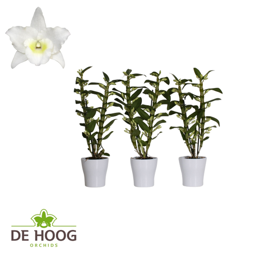 Orchidée Dendrobium nobile Star Class Apollon blanche, 6 plantes, Plante de 55 cm de haut