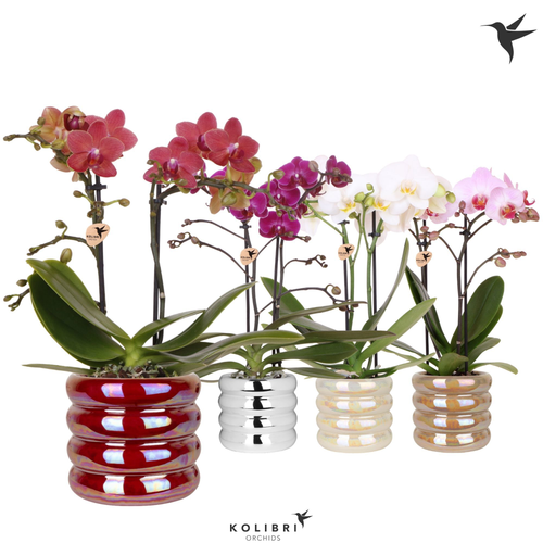 Phalaenopsis Kolibri Mix tximeleta-orkidea zeramikan, 6 landare, 40 cm garaiko landarea