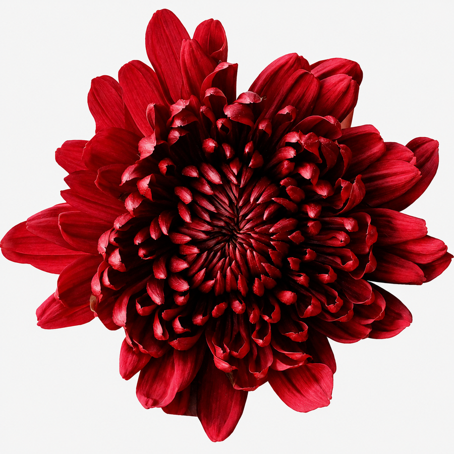 Crisantem uniflora Andrea vermell, 20 tiges (Chrysanthemum), Flor fresca de 70 cm de llarg