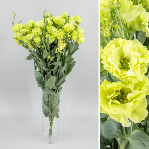 Lisianthus Doble Rosanne Emerald, Flor fresca de 60 cm de comprimento, ramo de 10 hastes
