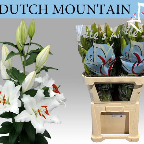 Dutch Mountain Lilium zuria, 10 zurtoin, 100 cm luzeko lore freskoa