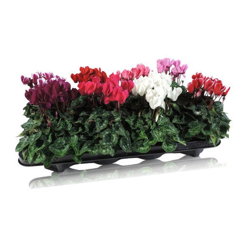 Cyclamen persicum (ciclamen persa) Super Serie, pack de 8 plantas, Planta de 20 cm de alto
