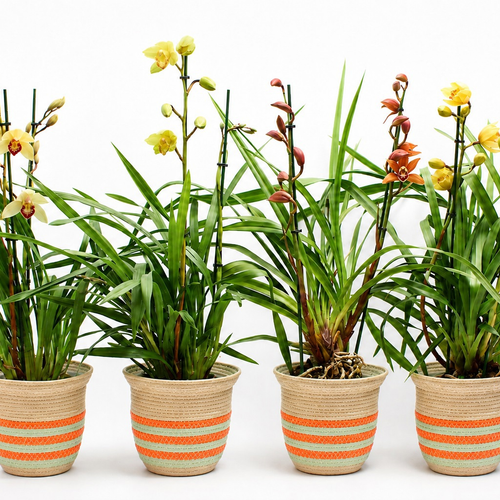 Cymbidium Mix orkidea, 4 landareko lotea, 80 cm garaiko landarea