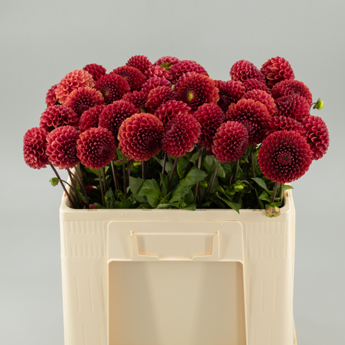 Dahlia Copperboy x40, Flor fresca de 50 cm de llarg