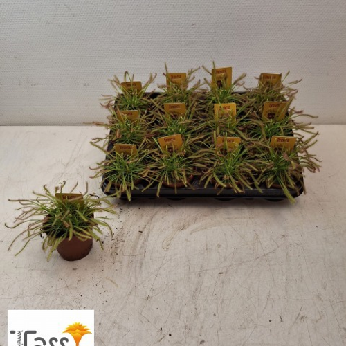 Drosera carnívora, lot de 12 plantes, Planta de 15 cm d'alçada