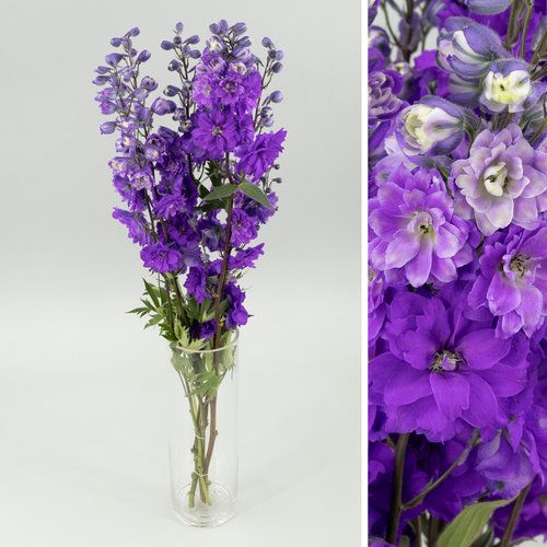 Delphinium Devo Purple Heart, Flor fresca, 5 o 10 uds de 60-70 cm