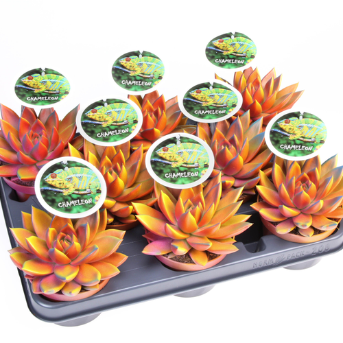 Echeveria Miranda Chameleon jaune-orange, 8 plantes, Plante de 12 cm de haut