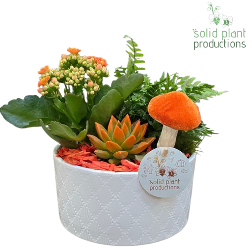 Composición Eva White Orange, lote de 4 composiciones, Planta de 17 cm de alto