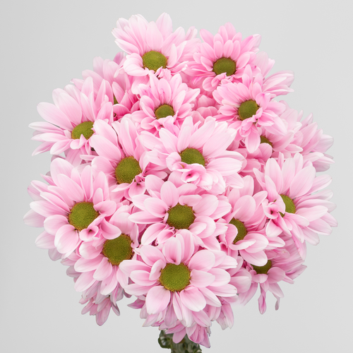 Crisantemo Chic Soft Pink Pintado