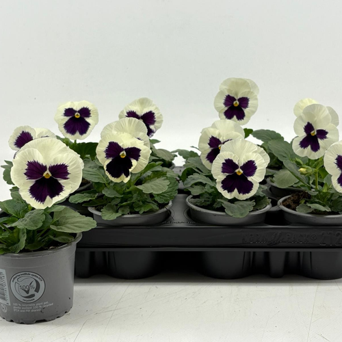 Viola (Pensamiento) Delta F1 White with Blotch
