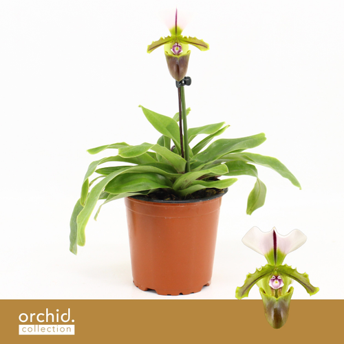 Paphiopedilum Milano orkidea fuksia eta zuria, 6 landareko lotea, 25 cm garaiko landarea