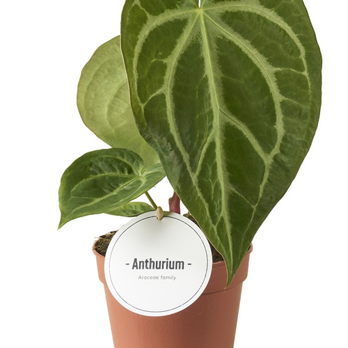Anthurium Magnificum, Plante de 35 cm de haut, lot de 6 unités