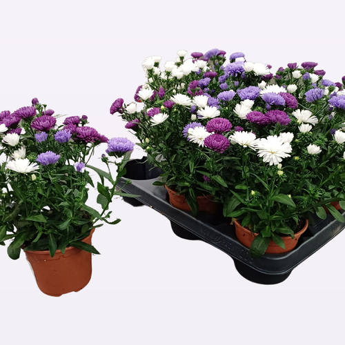 Áster Victoria Mix, lote de 8 plantas, Planta de 22 cm de altura