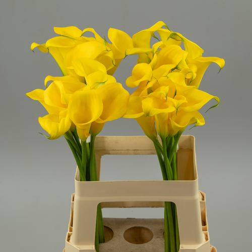 Cala Dutch Gold, Fleur fraîche de 60 cm de long, bouquet de 10 tiges