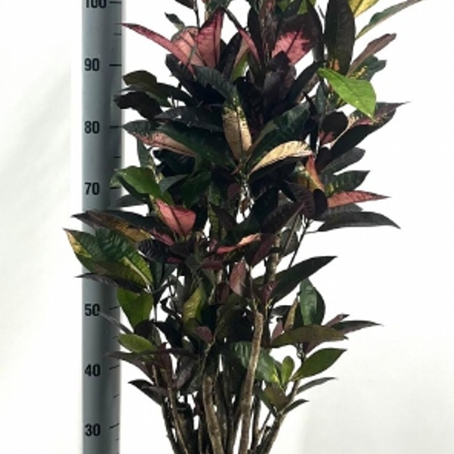 Cròton Mrs Iceton (Codiaeum variegatum), 1 planta, Planta de 130 cm d'alçada