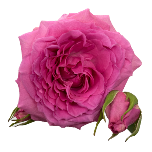 Rosas de xardín Amelily rosas, 12 talos, Flor fresca de 50 cm de longo