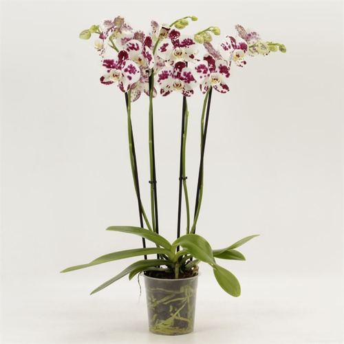 Phalaenopsis 4T Anthura Marrakesh, 55 cm garaiko landarea
