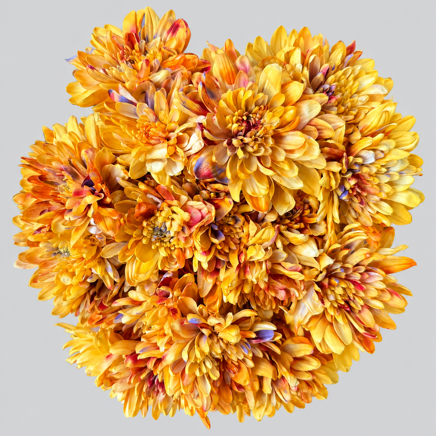Crisantemo Autumn Mix Pintado