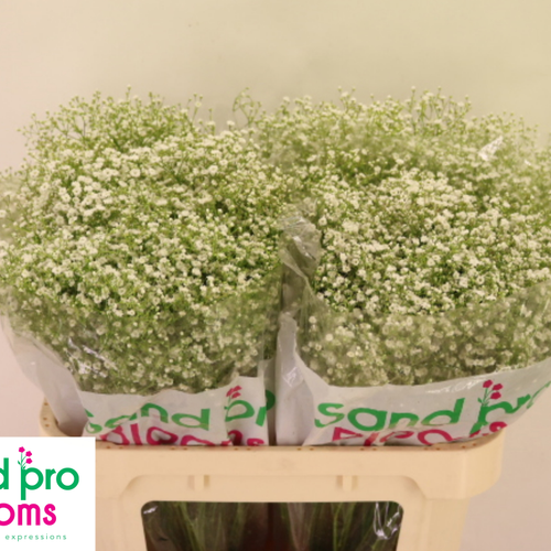 Paniculata Zinzi Discovery 20 gr, Fleur fraîche de 70 cm de long, bouquet de 25 tiges