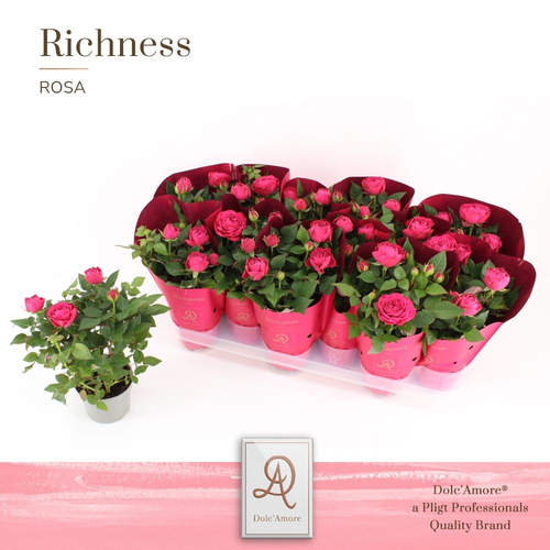 Rosal Infinity Princess Donker Roze (Dolc' Amore), Plante de 25 cm de haut, lot de 12 unités