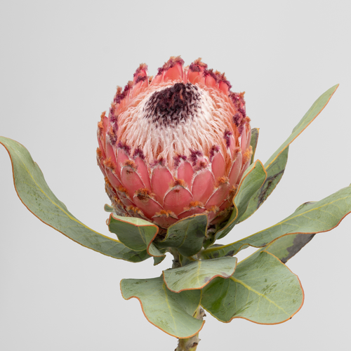 Protea Magnifica, Flor fresca, 5 o 10 uds de 35-40 cm