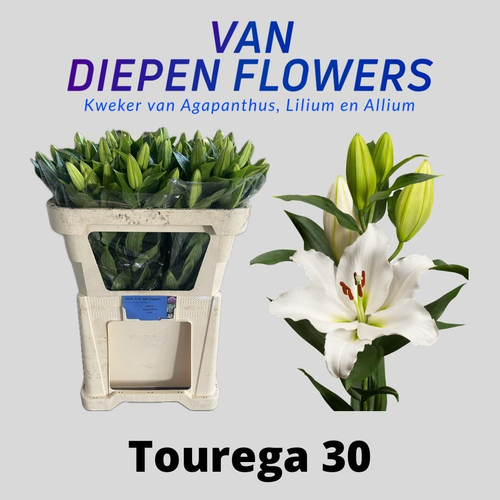 Lírio oriental Tourega branco, Flor fresca de 60-75 cm de comprimento, ramo de 10 hastes