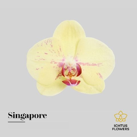 Orquídea Phalaenopsis Singapore crema, 1 talo, Flor fresca