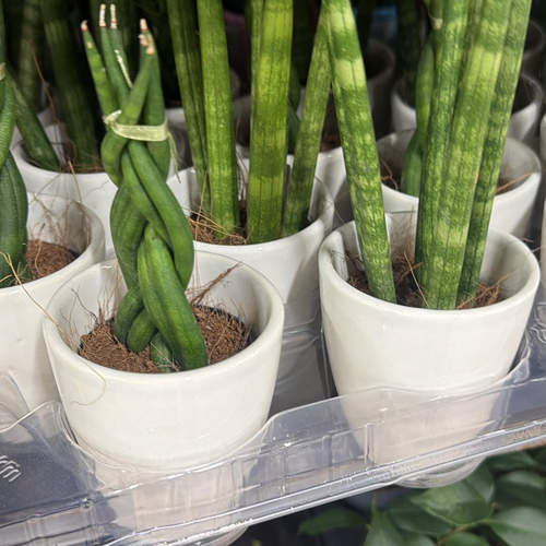 Sansev cylindrica Overig, Plante de 15 cm de haut, lot de 16 unités