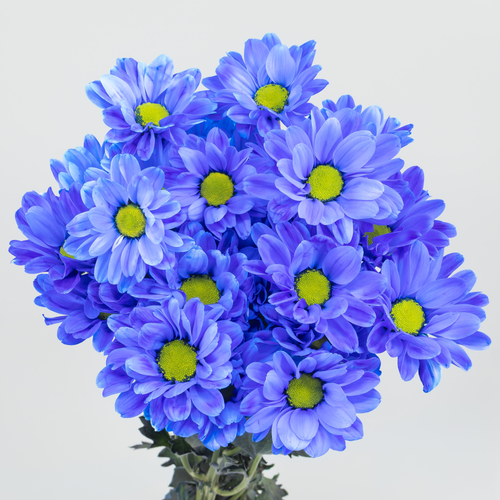 Crisantemo Caroline Blue azul teñido, lote de 10 tallos, Flor fresca de 70 cm de largo