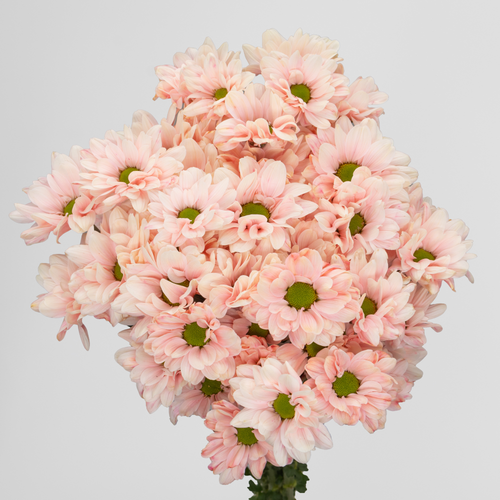 Chrysanthème Caroline Double Peach saumon, 10 tiges, Fleur fraîche de 70 cm de long