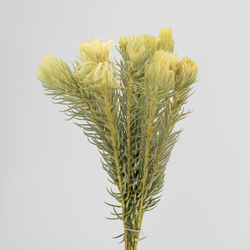 Phylica Pubescens, Flor fresca de 40 cm de largo, ramo de 10 tallos