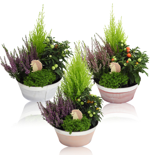 Composición Calluna Autumn Special In Zinc, Planta de 40 cm de alto