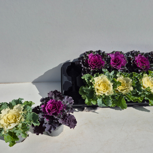 Col ornamental Brassica Sierkool, lot de 10 plantes, Planta de 12 cm d'alçada