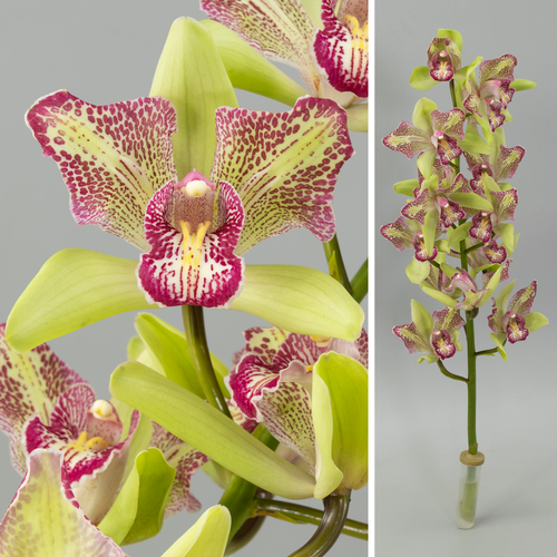 Cymbidium Flamingo, Flor fresca de 60-80 cm de comprimento