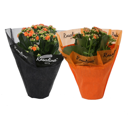 Kalanchoe Halloween, lote de 6 plantas
