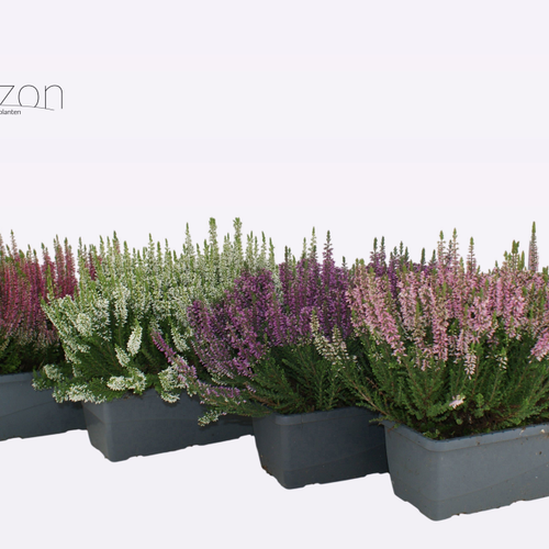 Calluna Mix (queiroga), 1 planta en maceta, Planta de 30 cm de alto