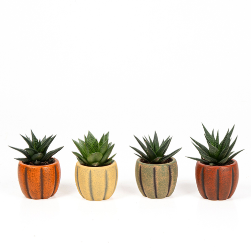 Succulentes vivantes, 12 pots en céramique d'Halloween, Plante de 12 cm de haut, lot de 12 unités