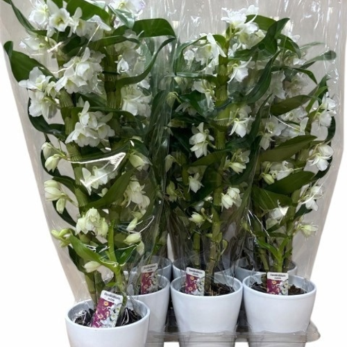 Dendrobium Nobile blanco en maceta de cerámica, 6 plantas, Planta de 65 cm de alto