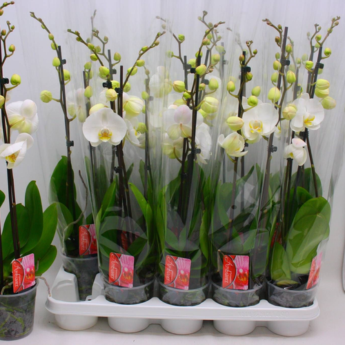 Phalaenopsis Misty Snow Orkidea Zuria, 1 Landare, 60 cm garaiko landarea