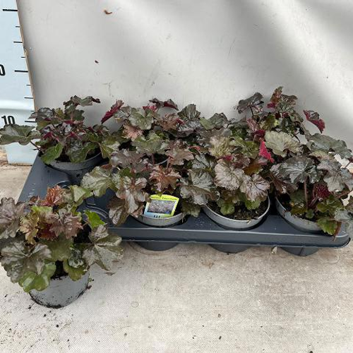 Heuchera Palace Purple verde-clara, 8 plantas, Planta de 15 cm de altura