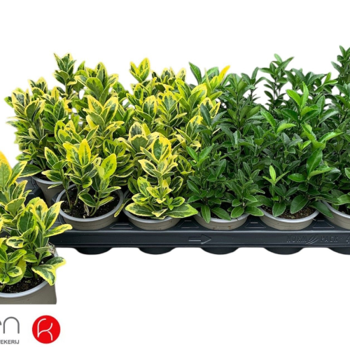Euonymus Japonicus Mix, Landarea, 16-30 cm-ko 8, 18 edo 21 unitate