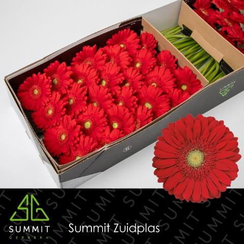 Gerberas rouges Carambole, lot de 50 tiges, Fleur fraîche de 45 cm de long
