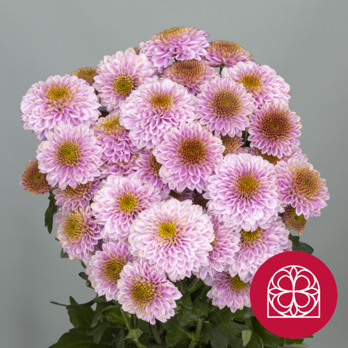 Crisantemos Doria Pink de pétalos rosa lila y centros amarillos, agrupados sin recipiente y con un sello circular rojo en la esquina inferior derecha.