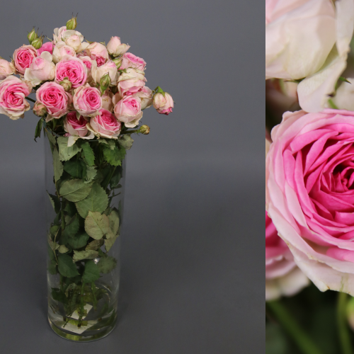 Bouquet de 30 roses branchues Mimi Eden (Rosa), Fleur fraîche de 35 cm de long, 30 tiges