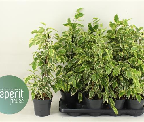Ficus Samantha Troncs Treçats, Planta de 55 cm d'alçada, lot de 8 unitats