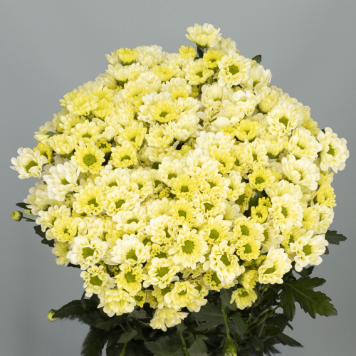 Crisantemo Santini Rossi Cream
